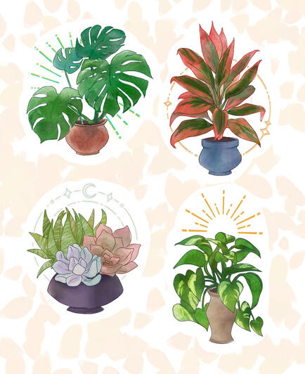 Original Content - House Plants